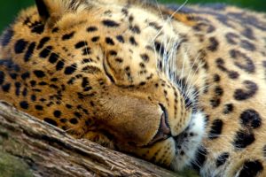cute, Leopard, Sleeping
