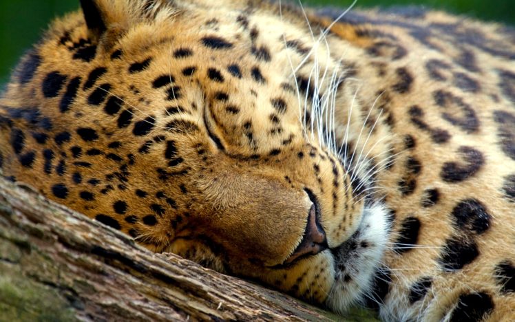 cute, Leopard, Sleeping HD Wallpaper Desktop Background