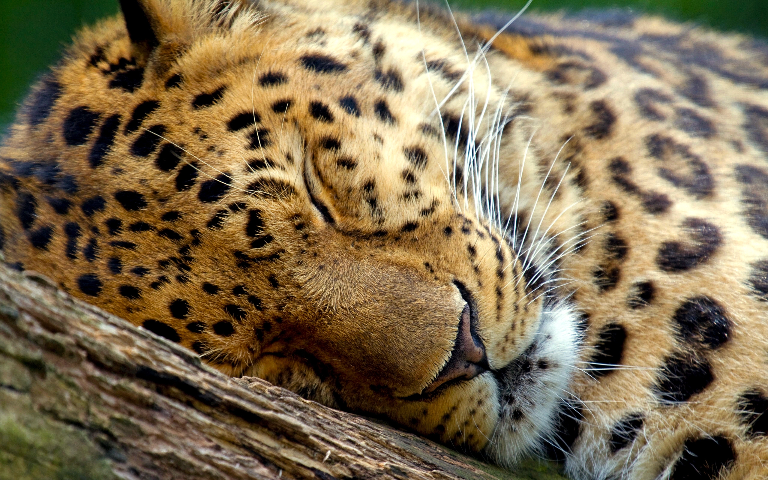 cute, Leopard, Sleeping Wallpaper