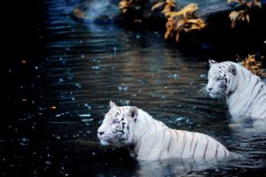 white, Tigers, White, Tiger