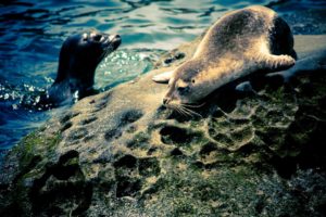water, Seals, Animals, Seal