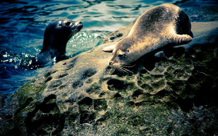 water, Seals, Animals, Seal HD Wallpaper Desktop Background