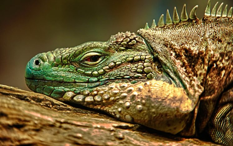 iguana, On, A, Tree HD Wallpaper Desktop Background