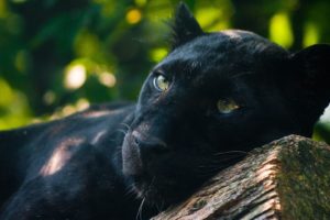 nature, Animals, Panthers