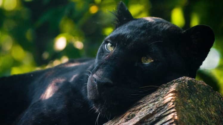 nature, Animals, Panthers HD Wallpaper Desktop Background