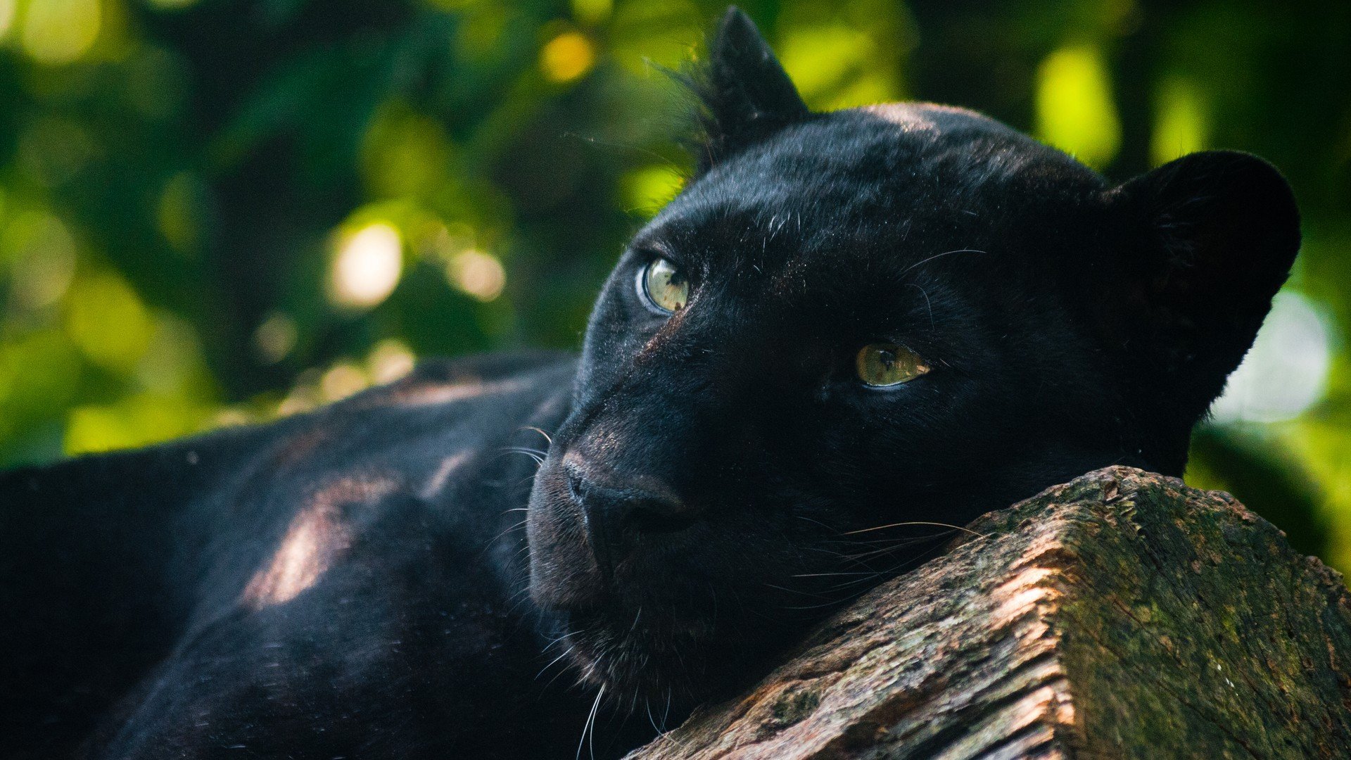 nature, Animals, Panthers Wallpaper