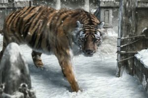 snow, Animals, Tigers, New, Year