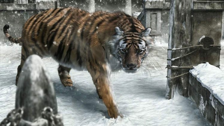 snow, Animals, Tigers, New, Year HD Wallpaper Desktop Background