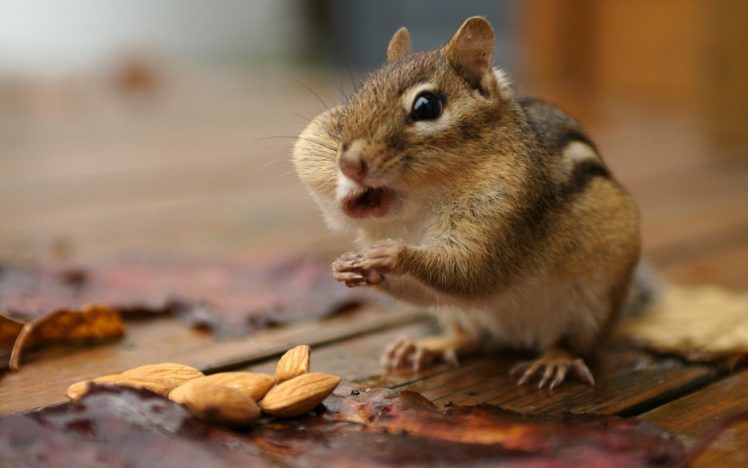 animals, Chipmunks HD Wallpaper Desktop Background