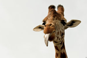 giraffe, Humor