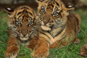 tigers, Cubs
