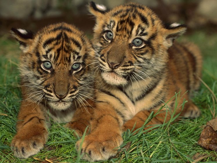 tigers, Cubs HD Wallpaper Desktop Background