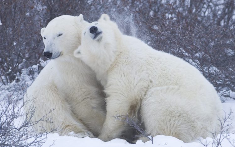 polar, Bears, Winter, Snow, Flakes, Blizzard HD Wallpaper Desktop Background