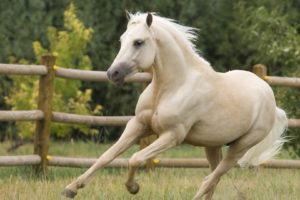 animals, Horses, Colorado, Ponies, Welsh