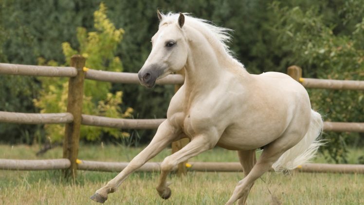 animals, Horses, Colorado, Ponies, Welsh HD Wallpaper Desktop Background