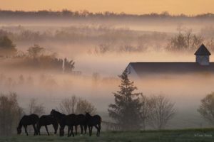 horses, Rustic, Farm, Barn, Buildings, Sunrise, Sunset, Fog, Trees