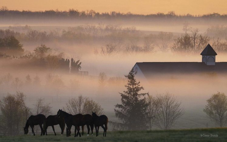 horses, Rustic, Farm, Barn, Buildings, Sunrise, Sunset, Fog, Trees HD Wallpaper Desktop Background