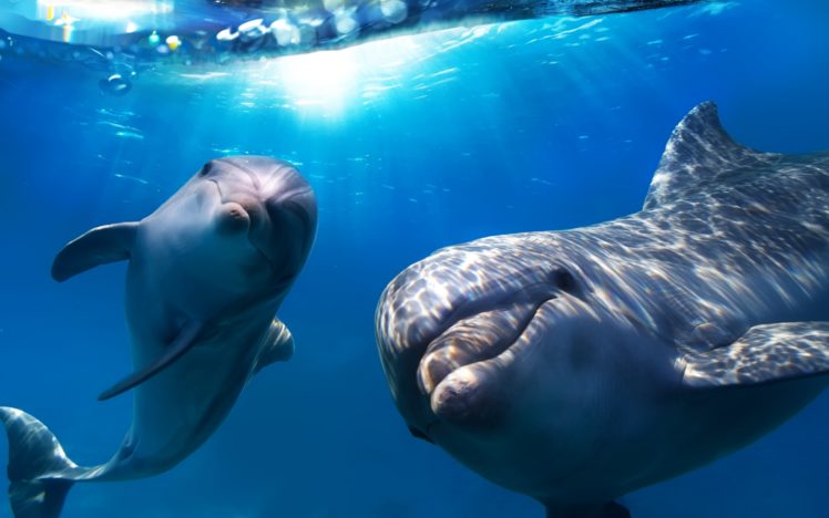 dolphin, Underwater HD Wallpaper Desktop Background