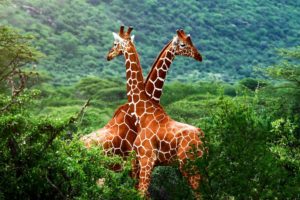 forests, Animals, Giraffes