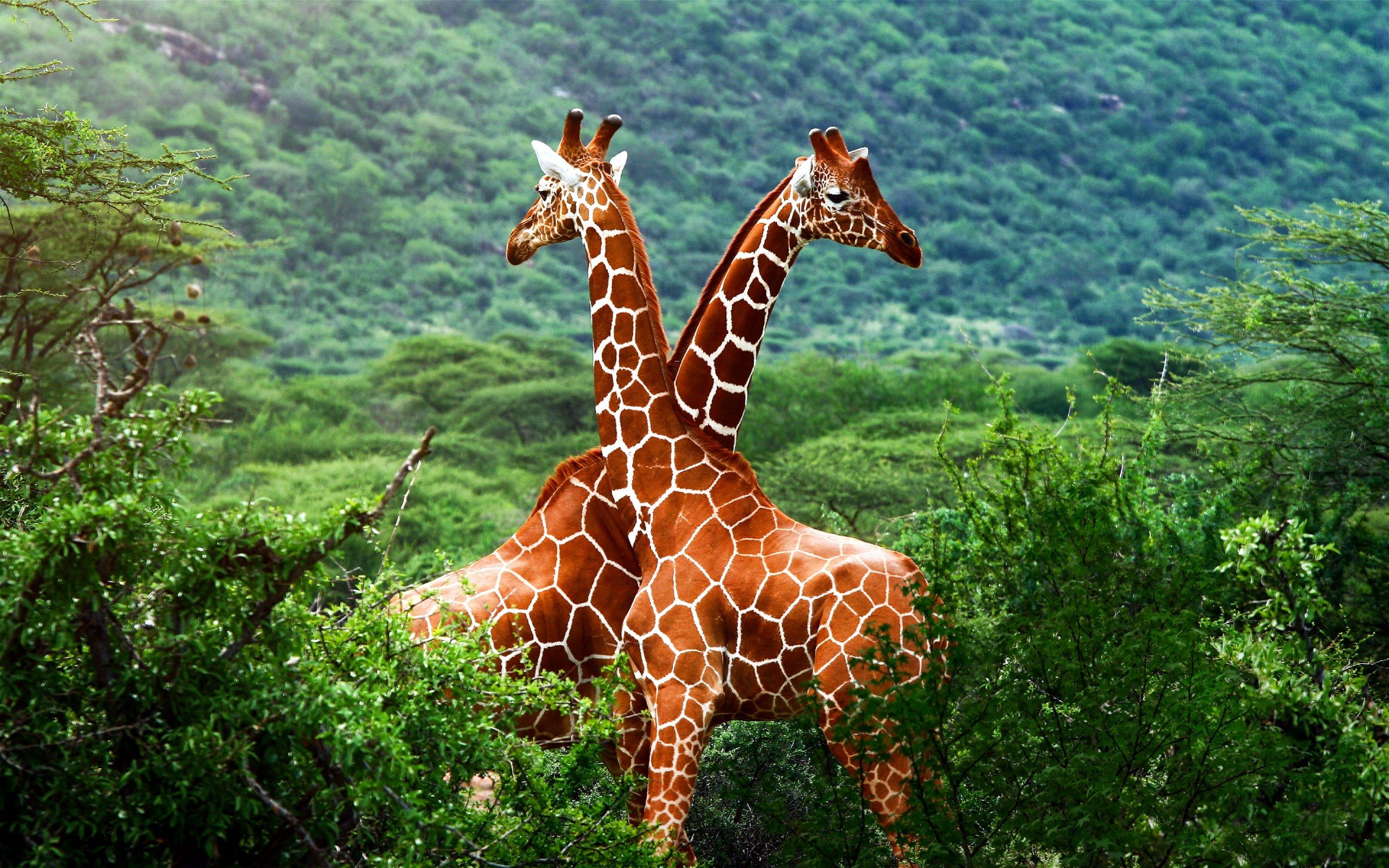 forests, Animals, Giraffes Wallpaper