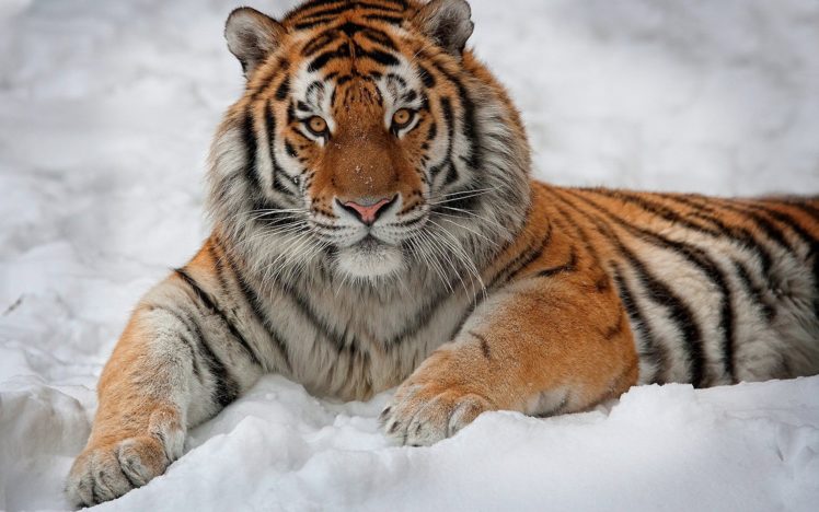 winter, Snow, Animals, Tigers HD Wallpaper Desktop Background