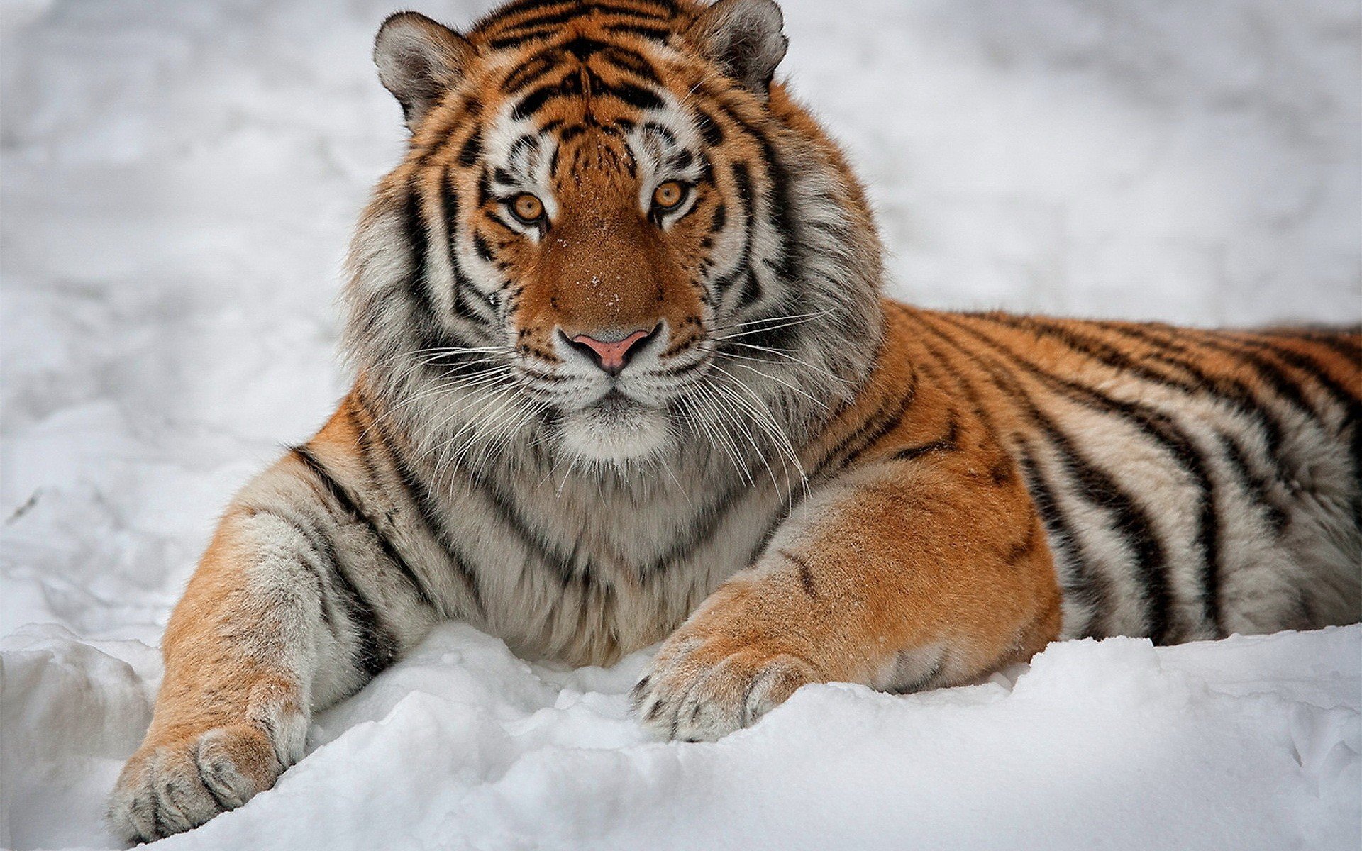 winter, Snow, Animals, Tigers Wallpaper