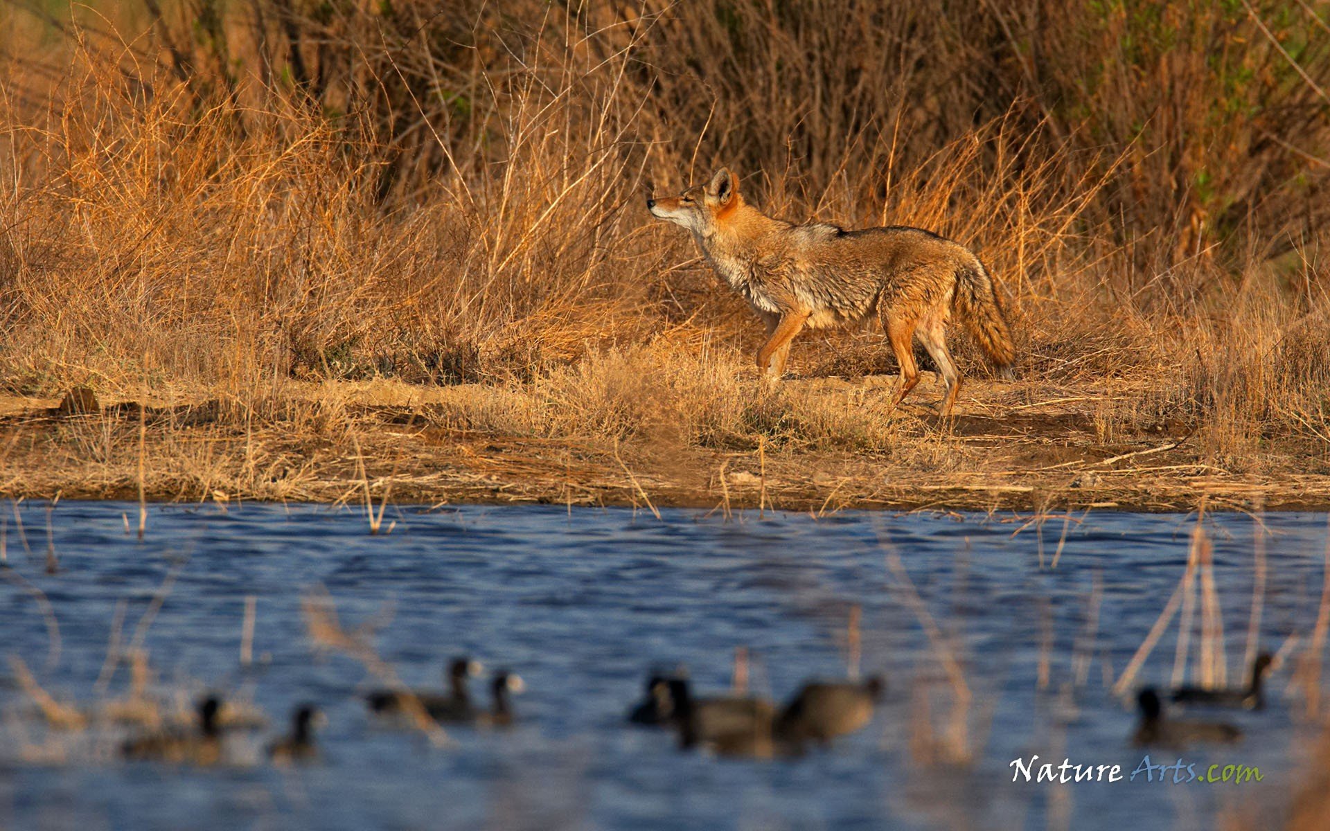 landscapes, Nature, Coyote Wallpaper