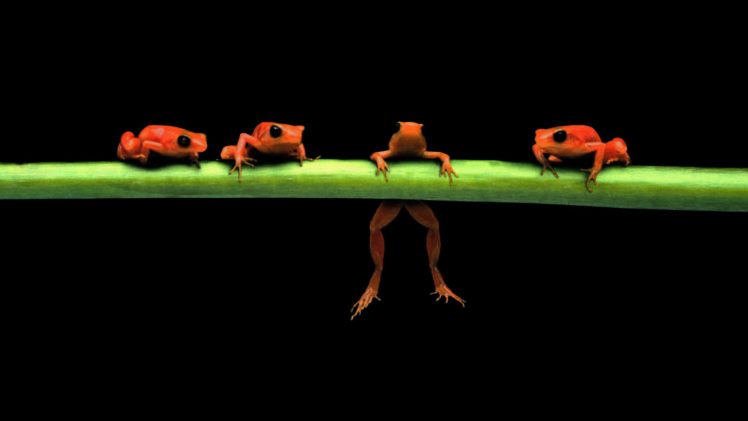 hanging, Frogs, Black, Background, Amphibians HD Wallpaper Desktop Background