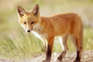 animals, Outdoors, Foxes