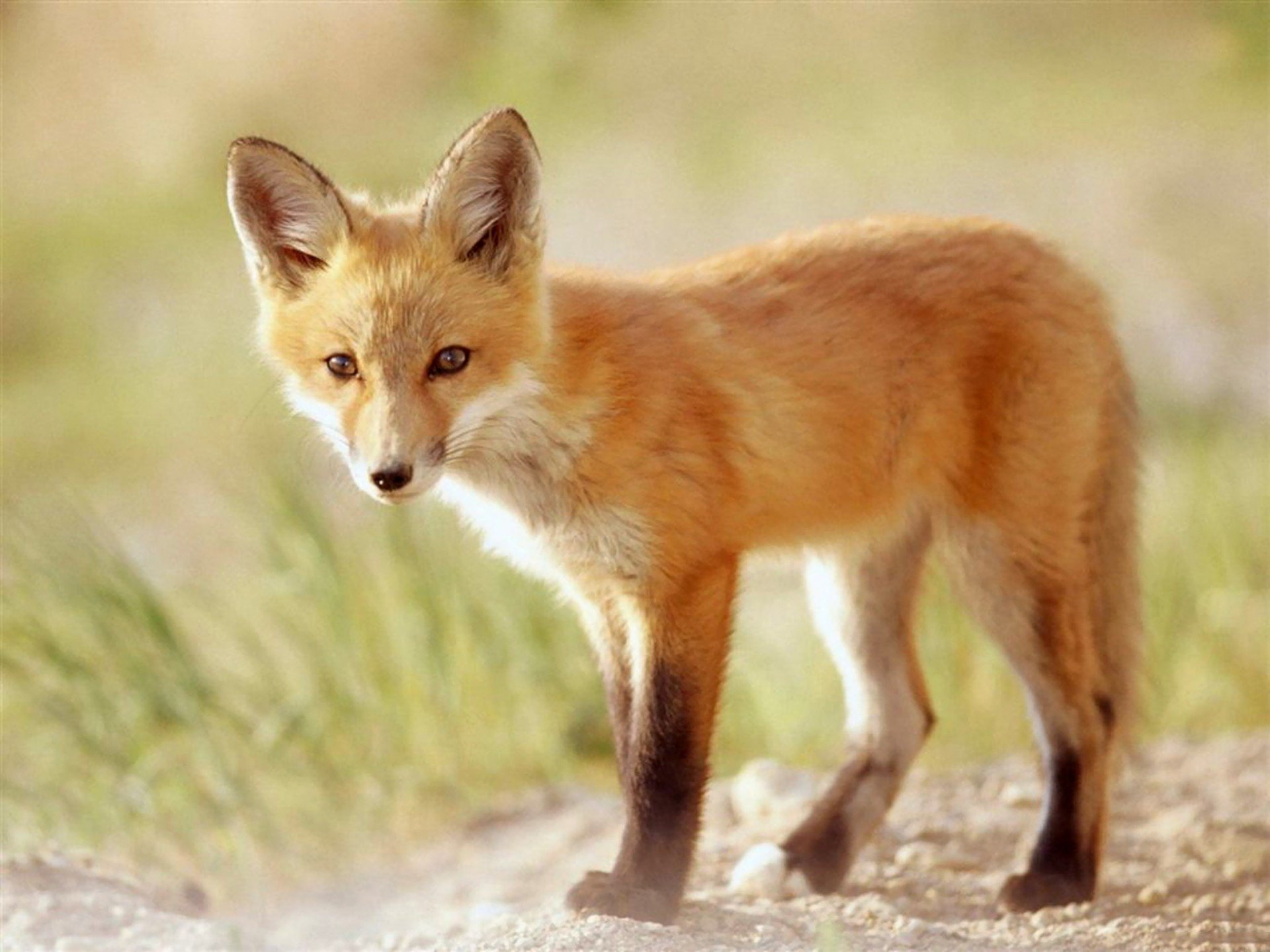 animals, Outdoors, Foxes Wallpaper
