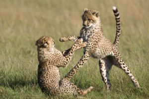 animals, Cheetahs, National, Mara, Kenya