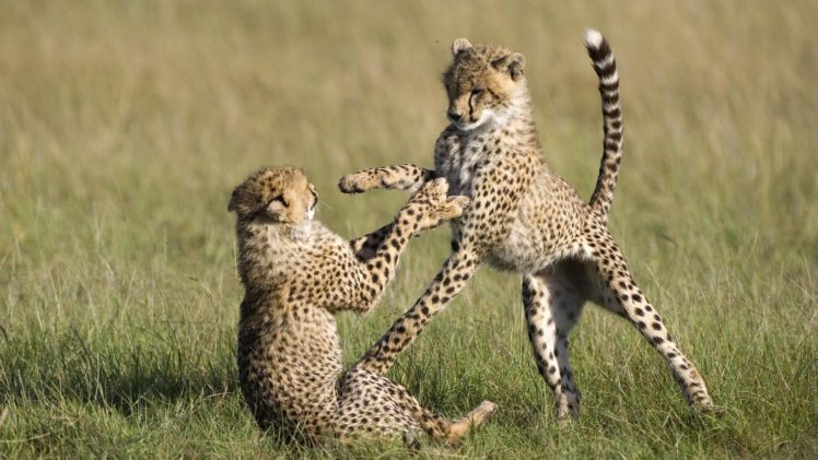 animals, Cheetahs, National, Mara, Kenya HD Wallpaper Desktop Background