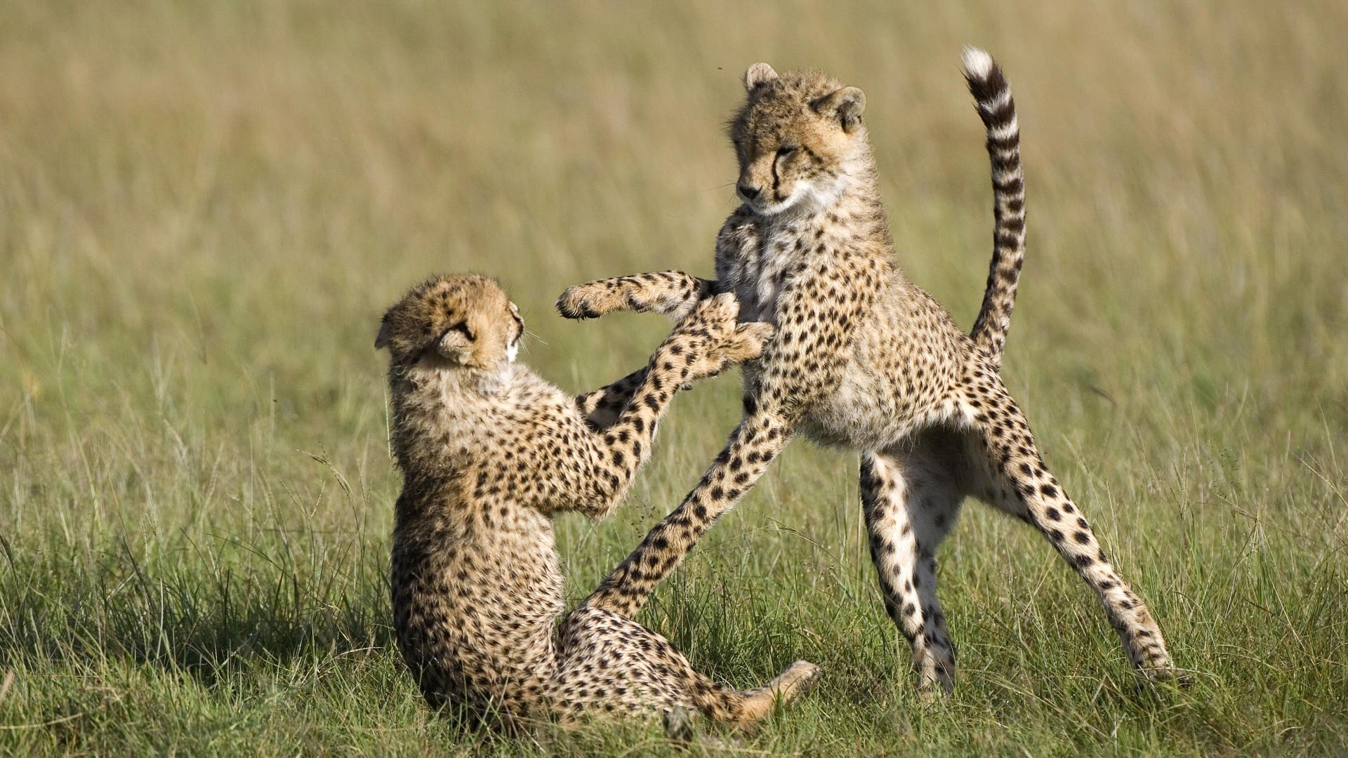 animals, Cheetahs, National, Mara, Kenya Wallpaper