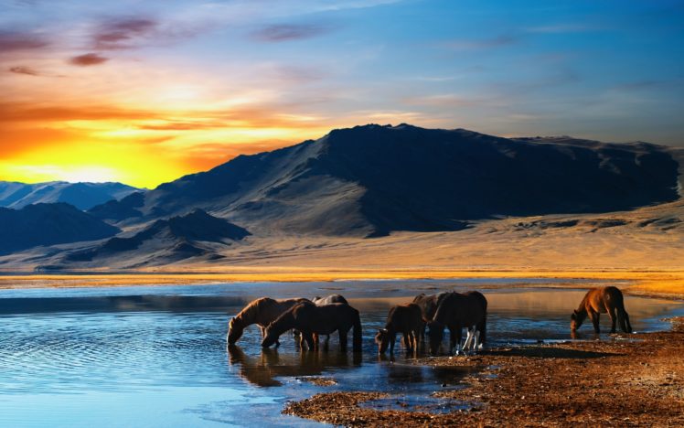 herd, Of, Horses, In, Mongolian, Wilderness HD Wallpaper Desktop Background