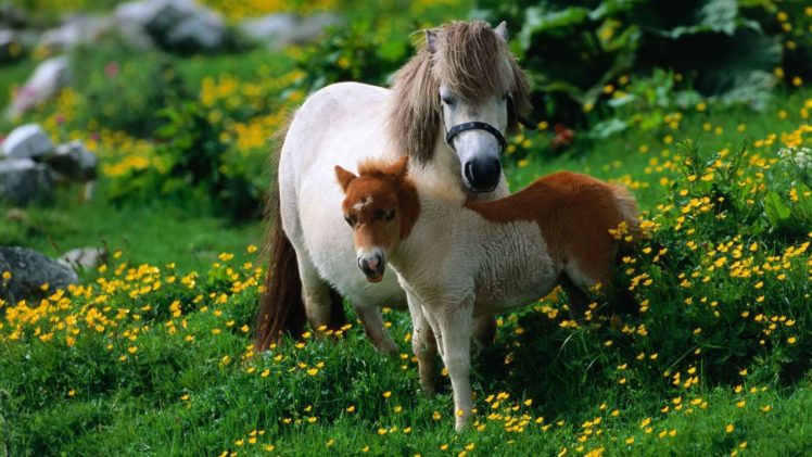 animals, Ponies, Yellow, Flowers HD Wallpaper Desktop Background