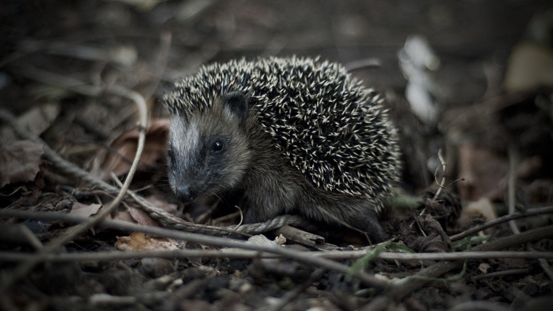 hedgehogs Wallpaper