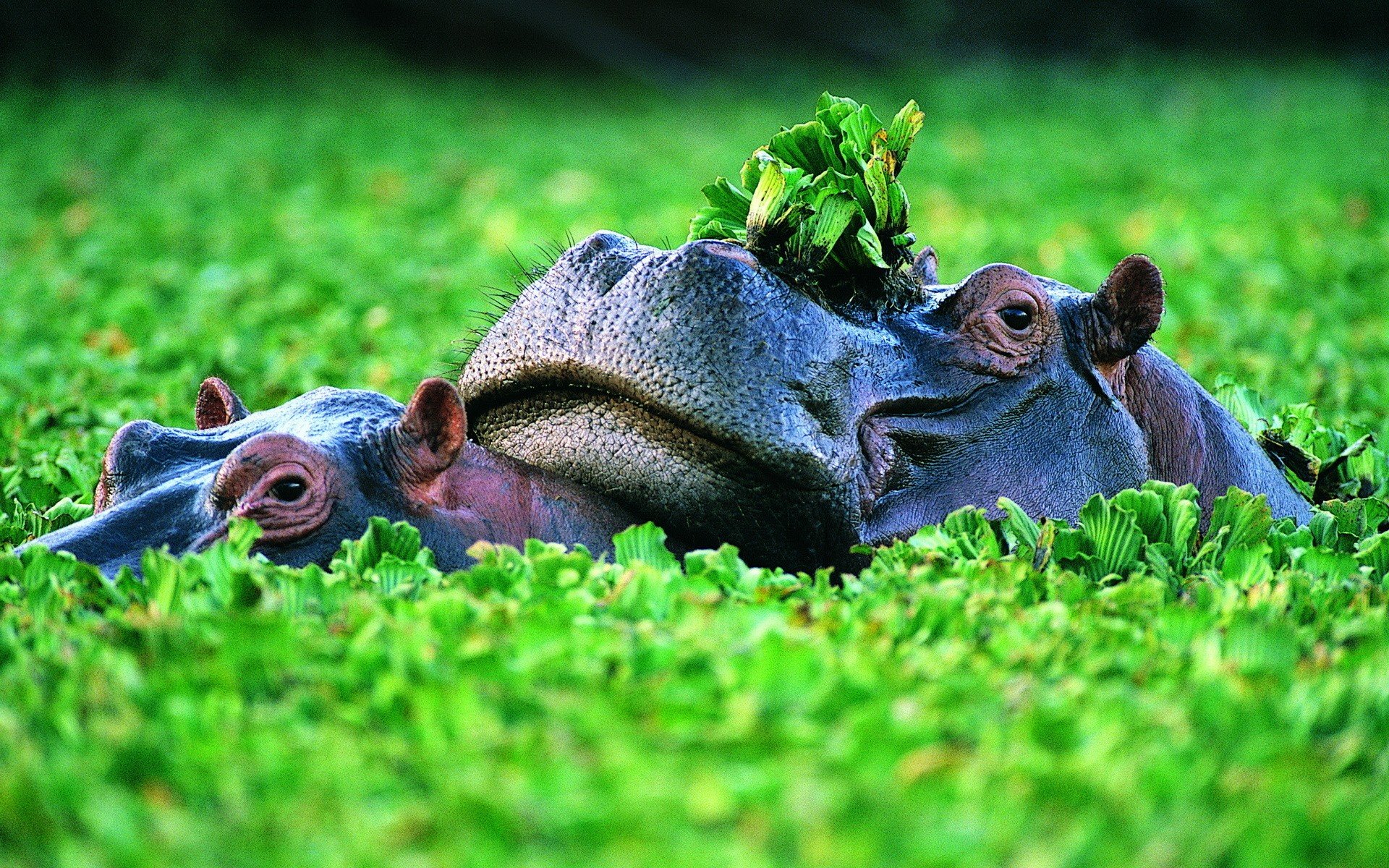 animals Wallpaper