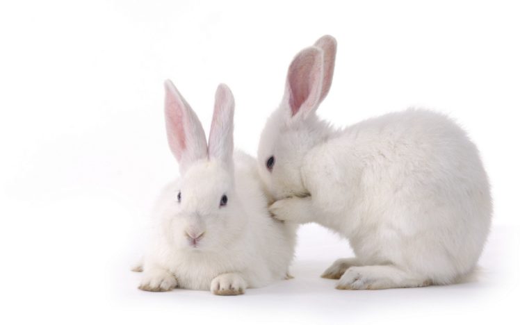 bunnies, Animals, Simple, Background HD Wallpaper Desktop Background