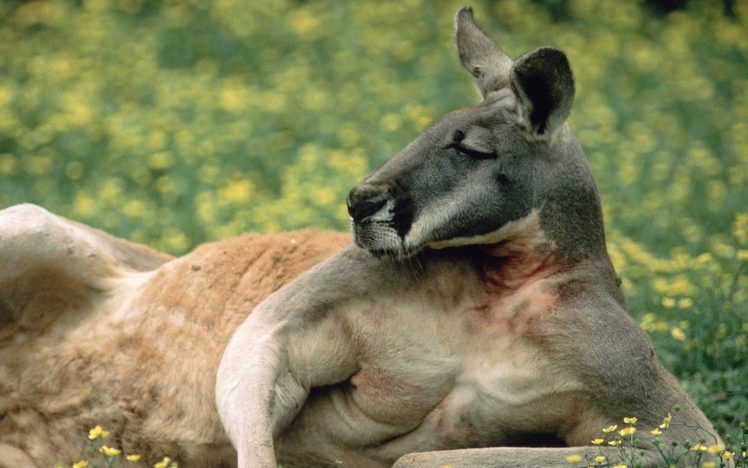 red, Animals, Australia, Kangaroos HD Wallpaper Desktop Background
