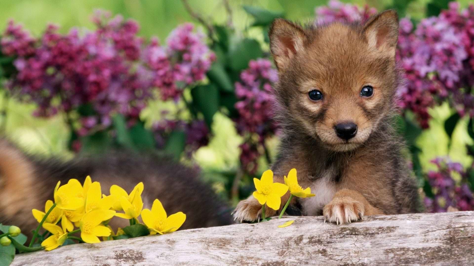 coyote Wallpaper