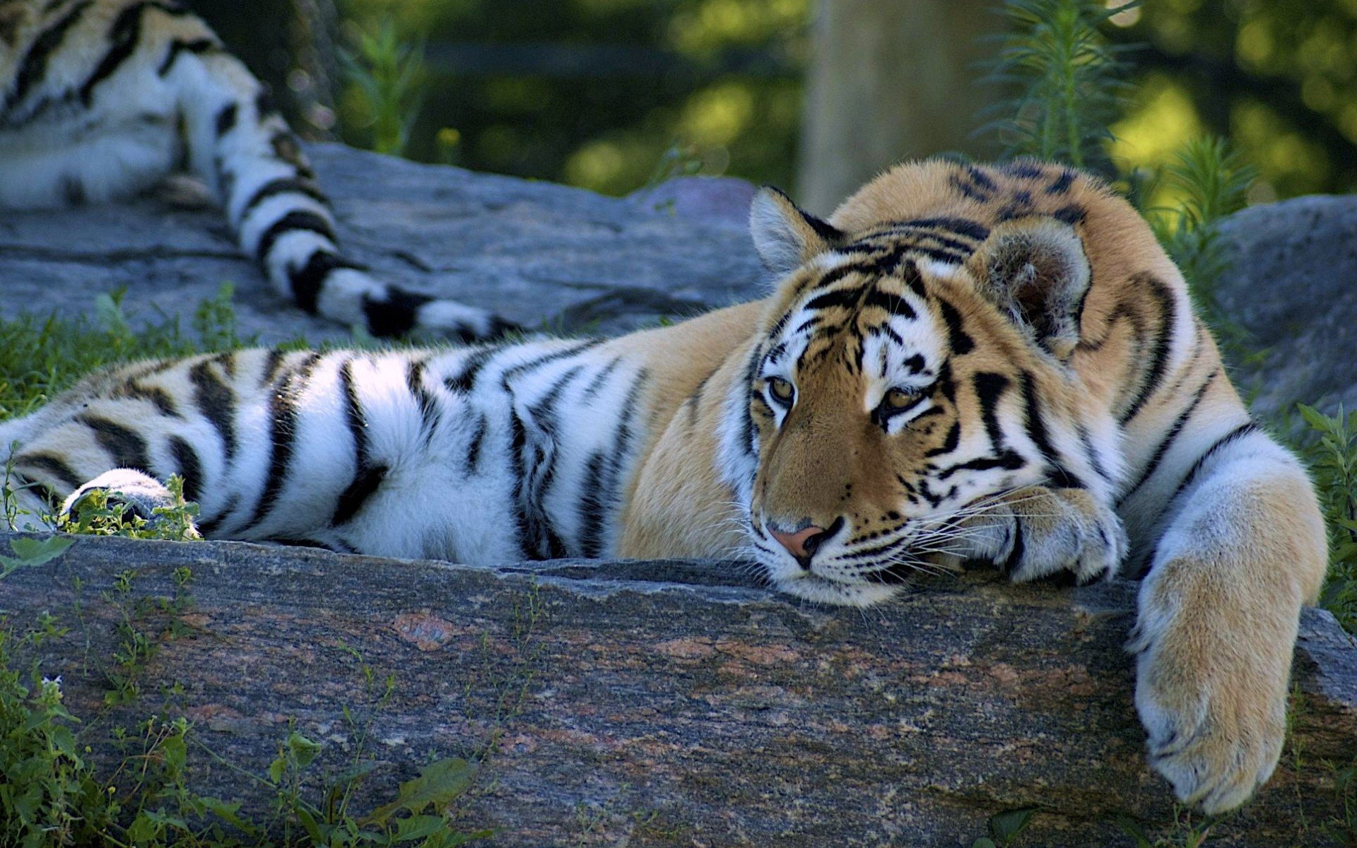 animals, Tigers Wallpaper