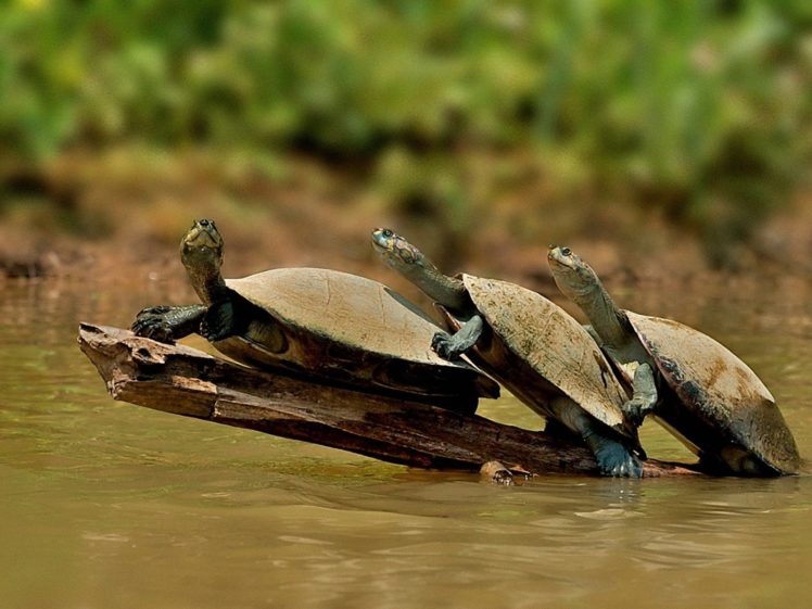 green, Nature, Animals, Tortoises HD Wallpaper Desktop Background