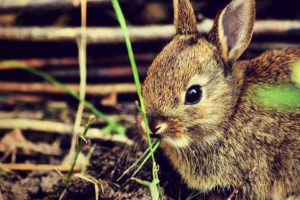 bunnies, Nature, Animals