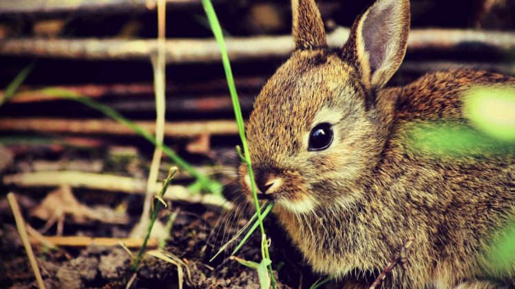 bunnies, Nature, Animals HD Wallpaper Desktop Background