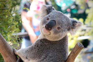australian, Koala