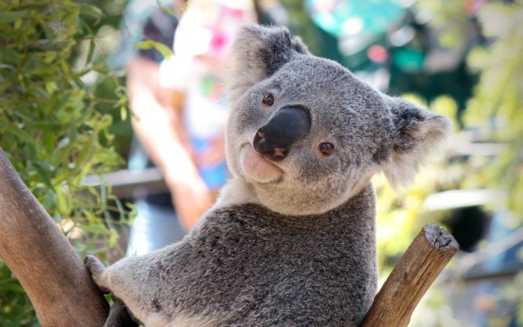 australian, Koala HD Wallpaper Desktop Background