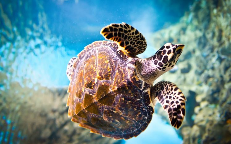 sea, Turtle, Ocean, Underwater HD Wallpaper Desktop Background