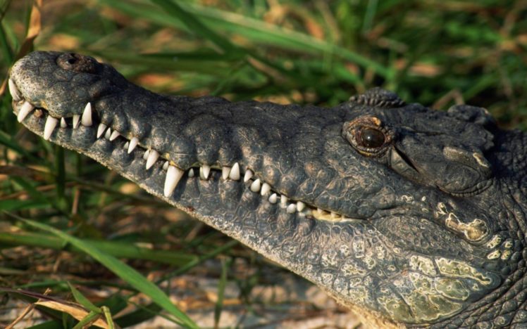 animals, Crocodiles, Reptiles HD Wallpaper Desktop Background