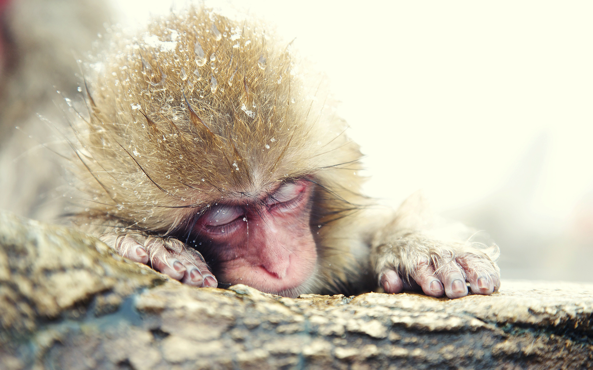 japanese, Macaque, Snow, Monkey, Winter Wallpaper