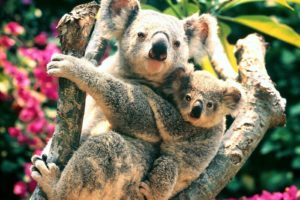 koalas, Baby, Animals